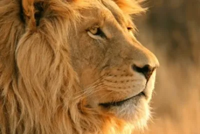 leones jigsaw puzzle