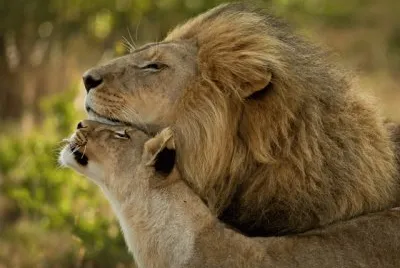 leones jigsaw puzzle