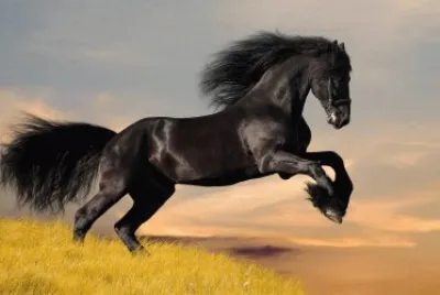 cavallo