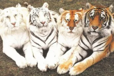 tigres jigsaw puzzle