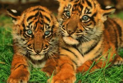 tigres jigsaw puzzle