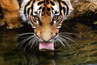 tigres jigsaw puzzle