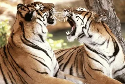 tigres jigsaw puzzle