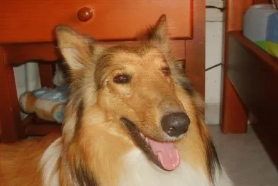 martagargas