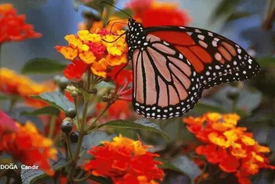 borboleta