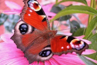 borboleta