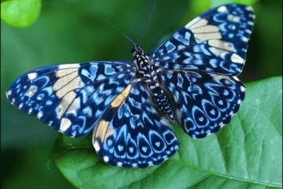 borboleta