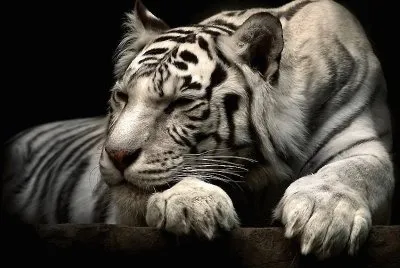 animales felinos