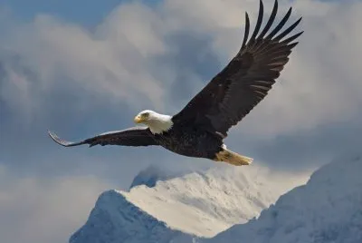 aguila en la montaÃ±a