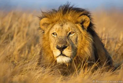 leon africano