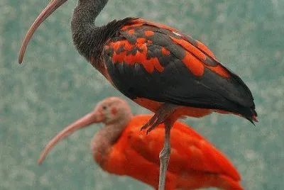 majestuoso