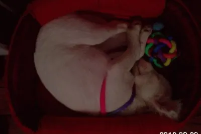 פאזל של Tango durmiendo