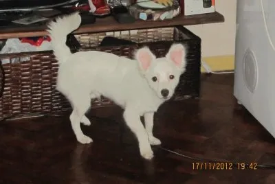 Tango Zorro