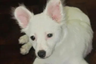 Tango