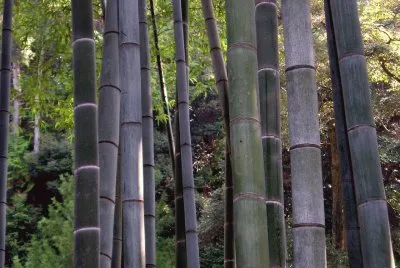 Kyoto, Bambus