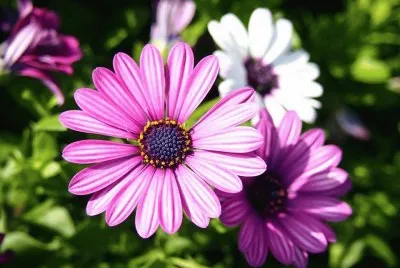 å°èŠèŠ±