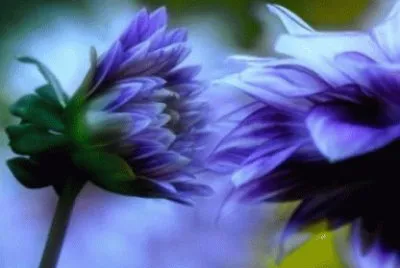 Kissing Purple Flowers-Art