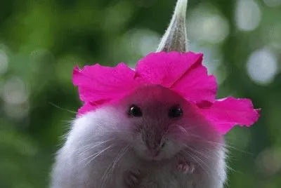 פאזל של souris