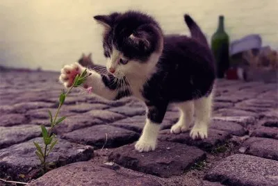 kitty with flower