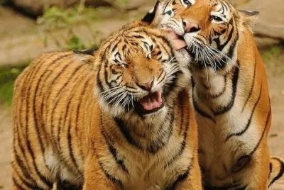 tigres jigsaw puzzle