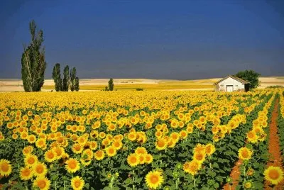 paisaje jigsaw puzzle