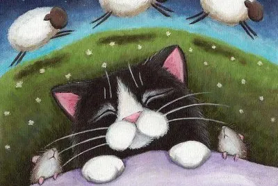 gatinho