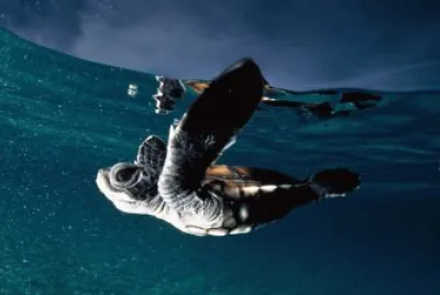 tortuga bebe nadando