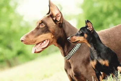 Pinscher Pinscher Pinscher