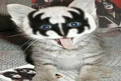 Gato Fan Kiss