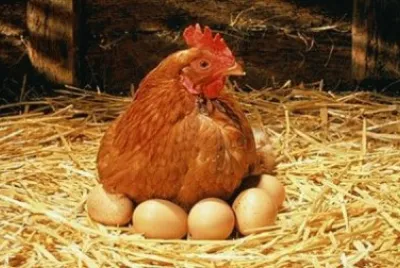 gallina empollando