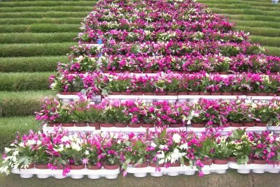 פאזל של Temps de Flors 2012