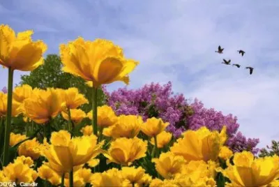 flor