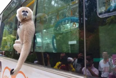 GIBÃ“N VIAJA DE POLIZÃ“N