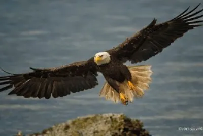 aguila aterrizando