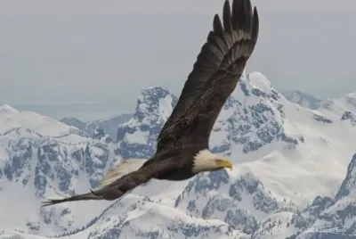 aguila en los andes