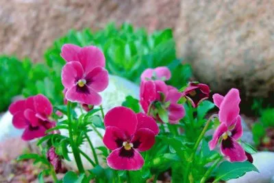 Pink Violets jigsaw puzzle