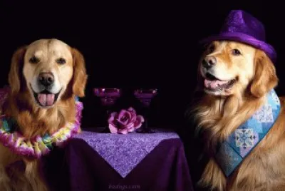 Celebrating Party Dogs