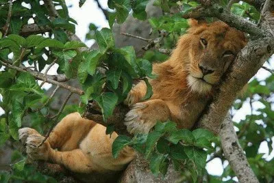 just lion around
