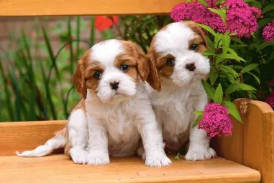 Puppies jigsaw puzzle