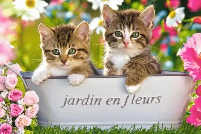 Kittens