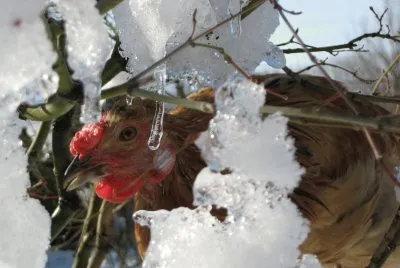 CIKO_NEVE