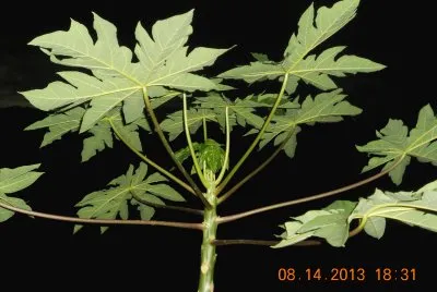 Arbol de papaya