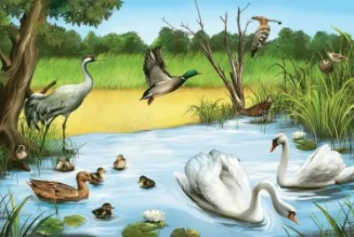 animais