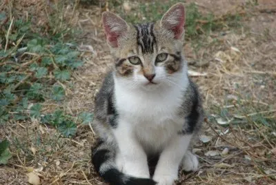 gato domestico
