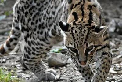 cunaguaro