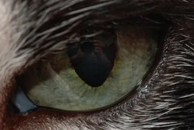 ojos de gato