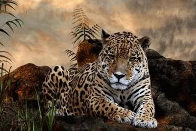 leopardo.jpg