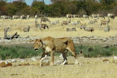 Etosha Namibia