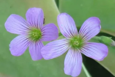 èŠ±