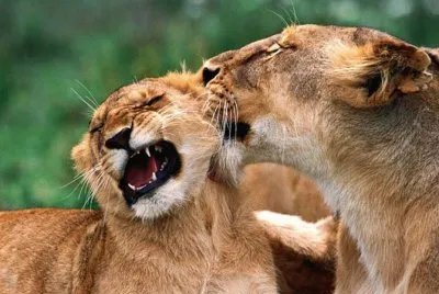 amor maternal